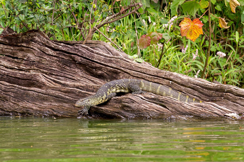Gros lézard sur un tronc d'arbre au lac Duliti